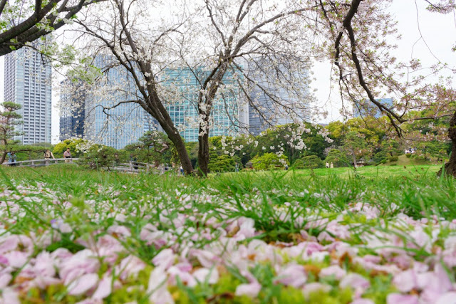 浜離宮恩賜庭園の桜