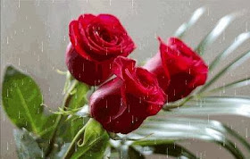 raining rose wallpaper