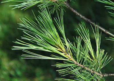 Pinus strobus - The eastern white pine cultivation