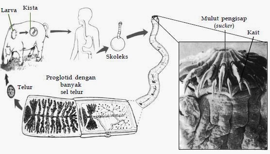 Penjelasan Tentang Filum Platyhelminthes  Biologi Indonesia