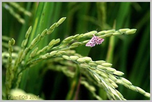 grainmarketnews_rice3_015