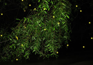 Fireflies