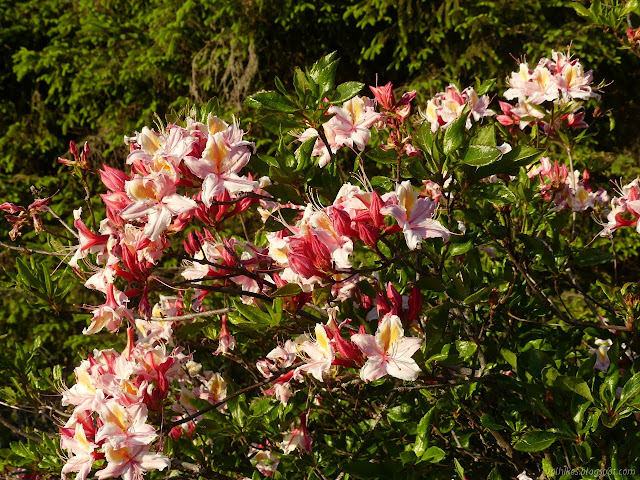 azaleas in flower and bud and a few falling off