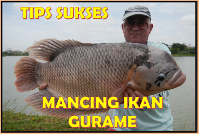 Ikan Gurame Babon Ukuran Monster