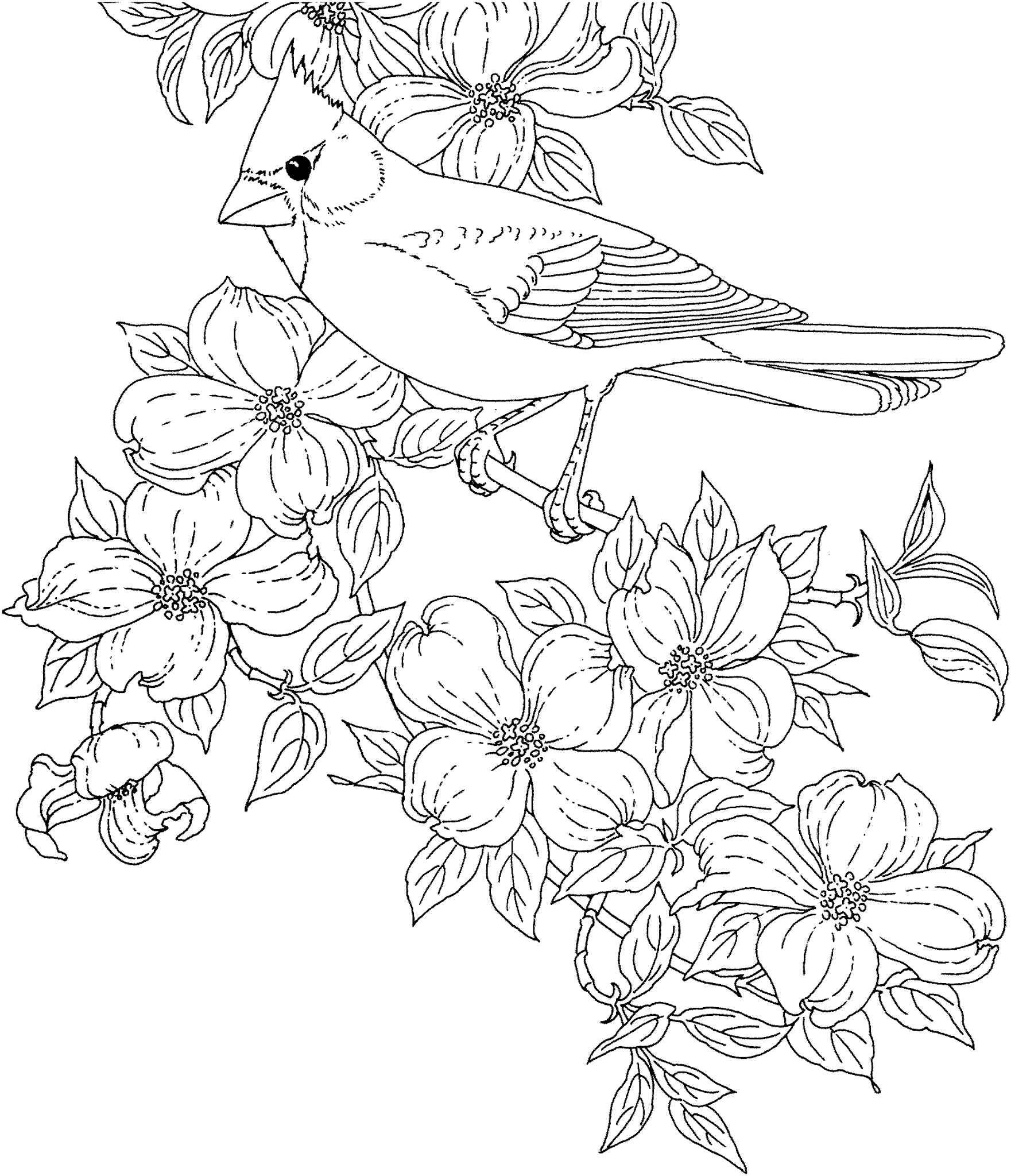State Birds And Flowers Coloring Pages