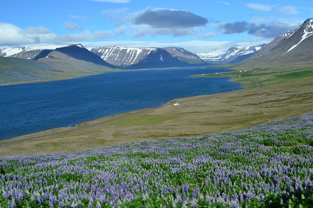 Západní fjordy na Islandu a fialová louka.
