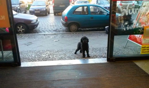 35 Pictures of Dogs Waiting For Their Owners Patiently Outside Shops