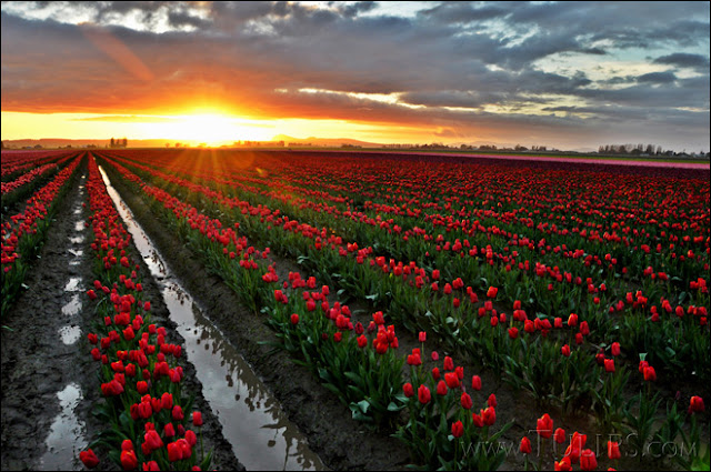 Keindahan Ladang Tulip di Skagit Valley 