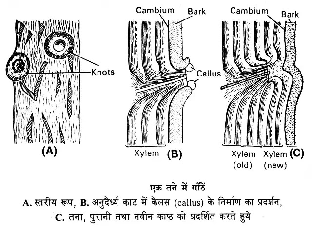पौधों में घाव का भरना (wound healing in plants)|hindi