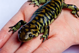 Tiger Salamander in a hand.