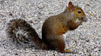 Squirrel pictures_Rodentia Sciurus