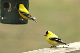 male gold finches