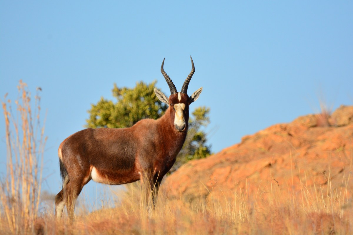 Damaliscus pygargus