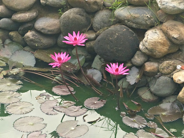 Lotuses 