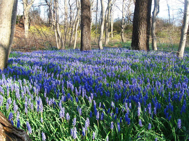 Grape-Hyacinths-in-Farmingdale-2009