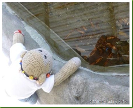 touching crabs