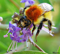 Abejorro (Bombus terrestris)