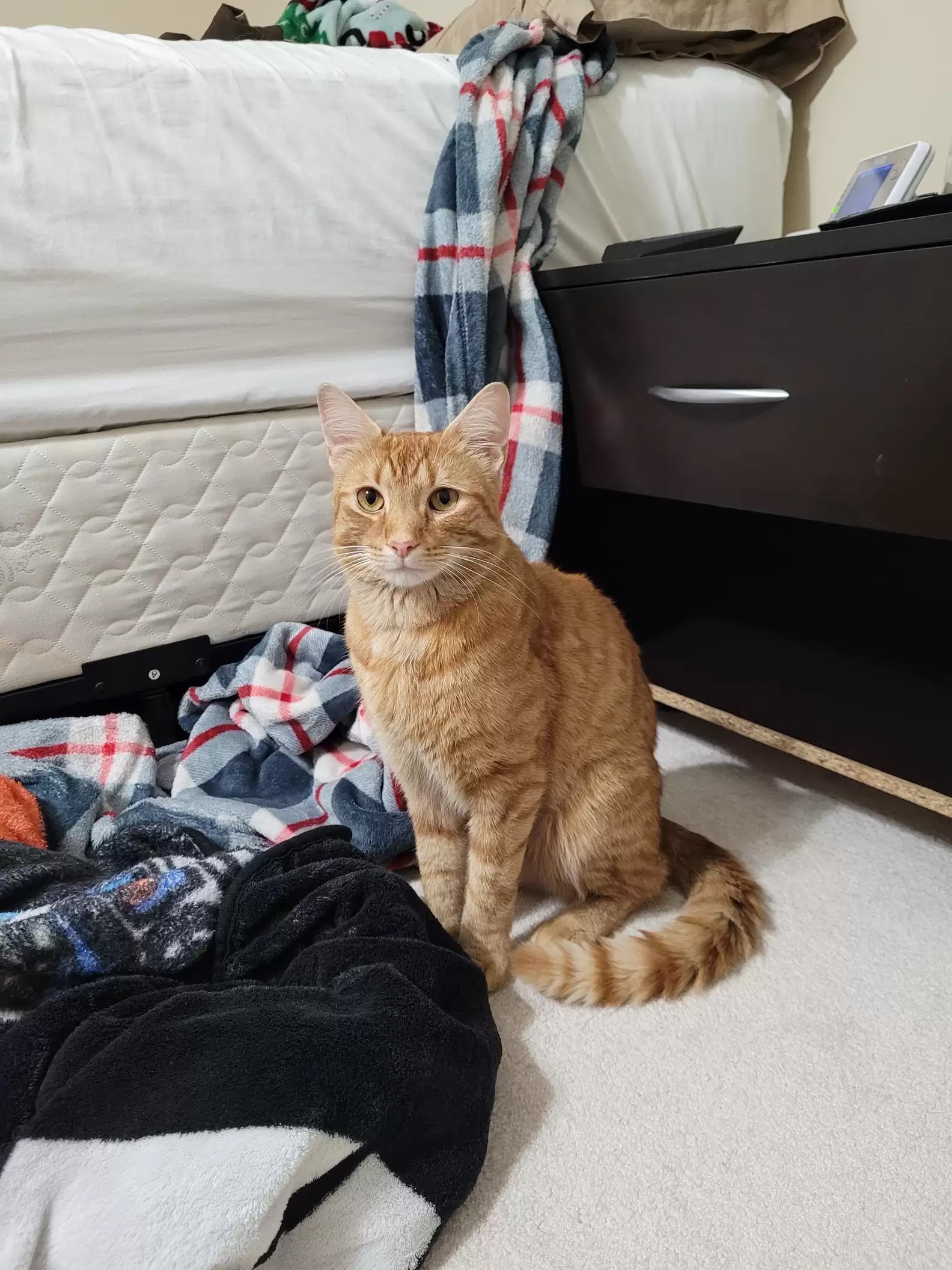 West Virginia orange tabby cat named Oliver