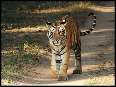 Bandhavgarh Tiger Reserve