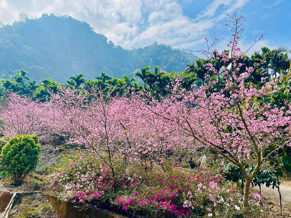 雲林古坑青山坪咖啡農場櫻花村，2公里櫻花廊道免費入園賞花