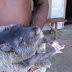 Tikus aneh dengan 5 jari dan bisa menangis