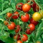 Pengertian Tomat, buah tomat, tomat, Sejarah tomat, jenis jenis tomat