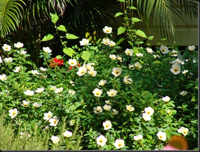 DSC05702