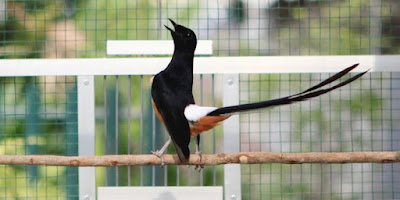 Fakta tentang burung murai Jenis, habitat, ciri dan cara memelihara