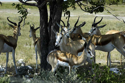 springbok etosha