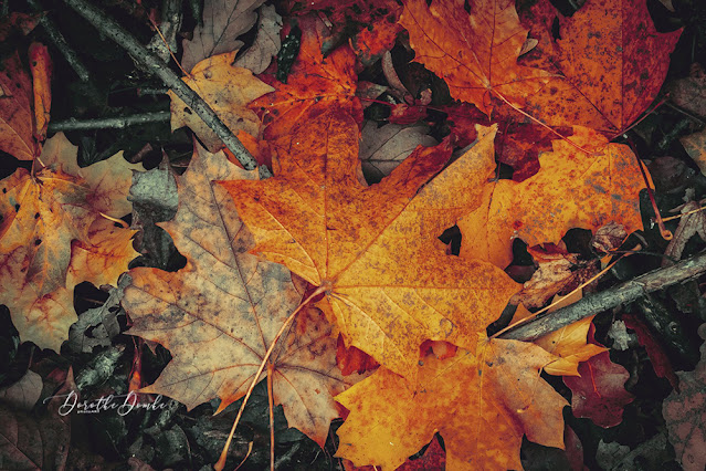 Herbst, autumn, leaves, Blätter, Nahaufnahme, Dorothe Domke, fall