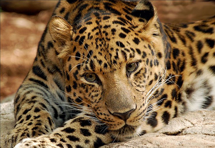 15 Animals That Are In Danger Of Extinction (Unless We Try To Protect Them) - Amur Leopards