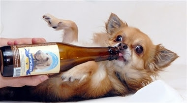 birra per cani