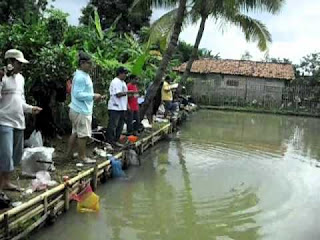  ikan yang satu ini terkenal ikan yang sulit dipancing alasannya yaitu ikan tersebut bersifat banya Nah ! Umpan Ikan Mas Empang Yang Sangat Jitu