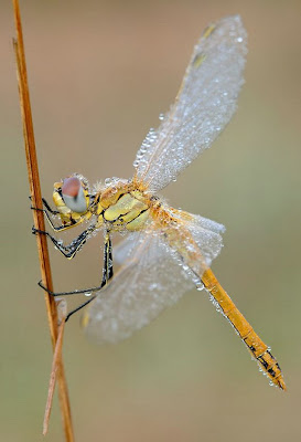 Macro Photography (Beautiful Batterfly)