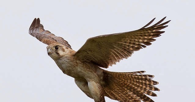 Jenis Jenis Burung Alap Alap di Indonesia ~ Gembala News