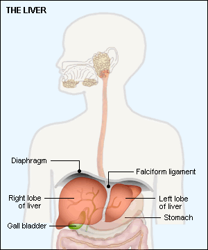 Causes And Liver Disease Fatty Symptoms