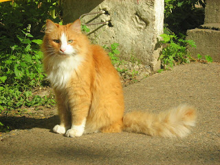 Sunny Ginger Cat