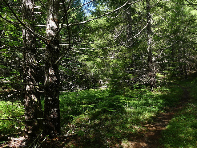 greener trail