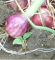 Khasiat Bawang Merah Khasiat Daun Alami Khasiat Bawang Merah Khasiat Daun Alami