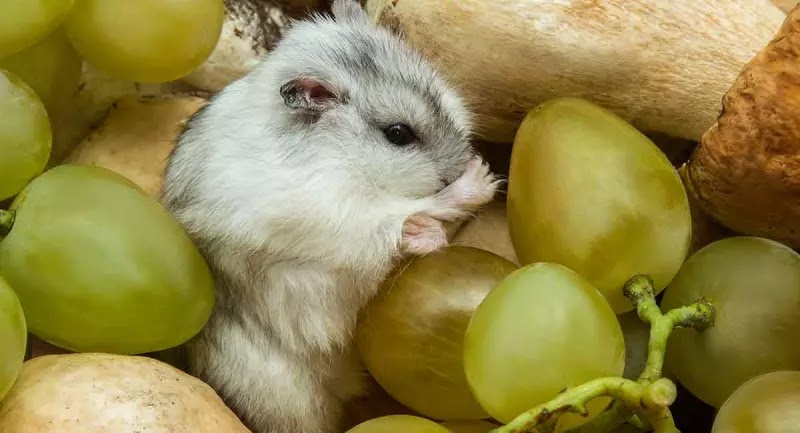 Are hamsters able to eat pears? How to Feed Your Furry Friends Healthy Food
