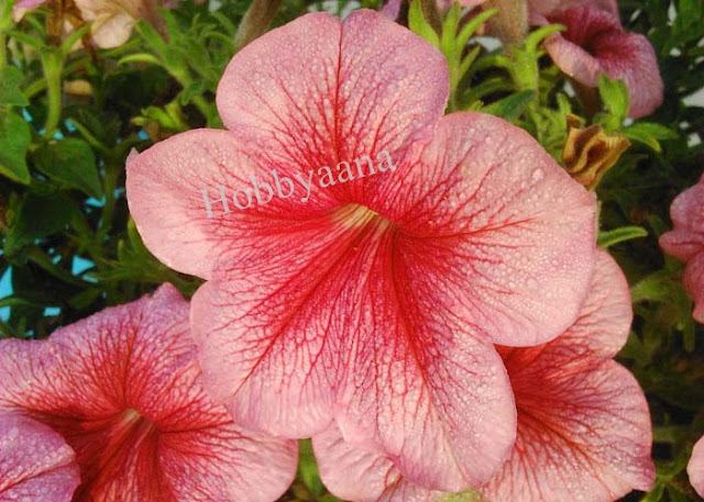 petunia flower care in bengali