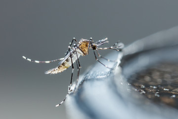 Bangladesh luta contra o pior surto de Dengue: número de mortes atinge 989 em 2023