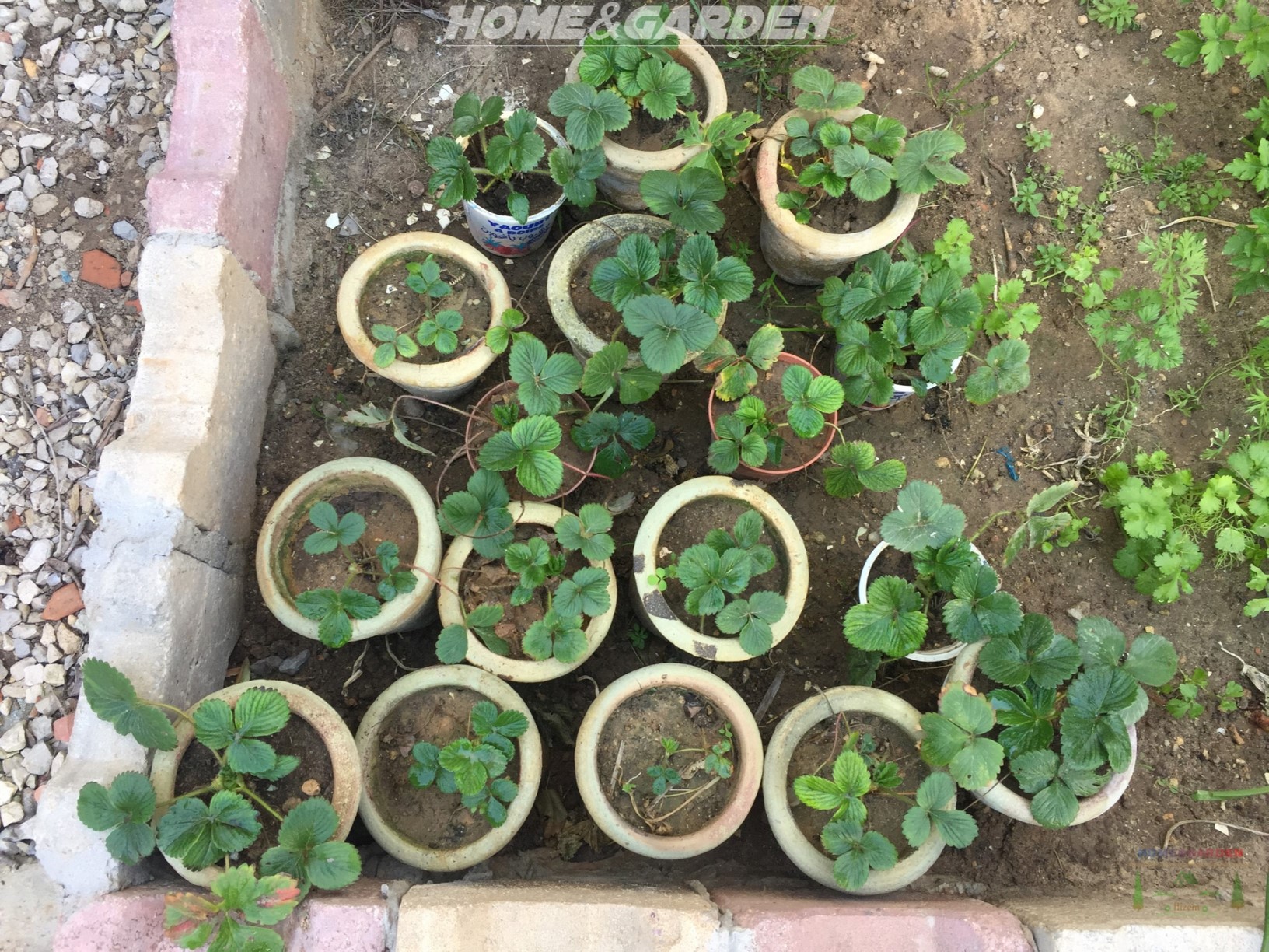 Strawberry propagation by runner is usually the easiest and most successful way of acquiring new plants from existing ones.