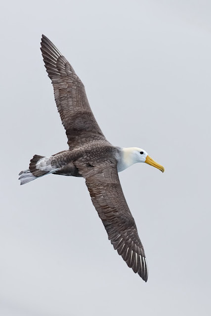 Waved Albatross Standing in Flight at Punta Suarez Hood Island Galapagos