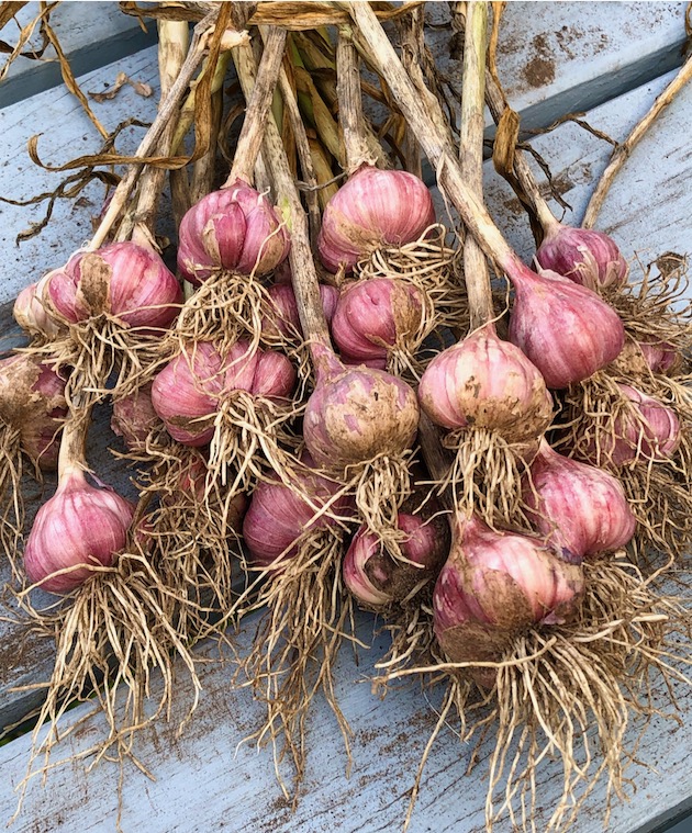 The last of the garlic and spuds