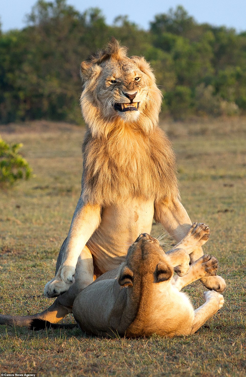 Funny Pictures Of Lion Looking Proud And Passionate As He Mates With A Lioness