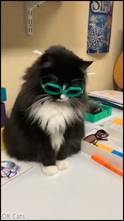 Amazing Cat GIF • Cat whose mission is helping children get more comfortable with going to the eye doctor and wearing glasses or eye patches [ok-cats.com]