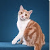 American shorthair cat pic for ebook