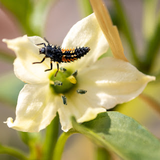 peperbloem met lieveheersbeestje larve