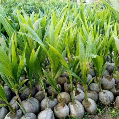 bibit kelapa pandan spesial super berkualitas murah pengiriman paling aman Sejangkung